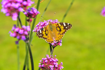 Painted Lady Butterfly