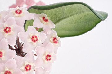 Exotic tropical plant of hoya. Magnificent inflorescence of soft pink flowers on a green leaf background. White background, place for text on the right.
