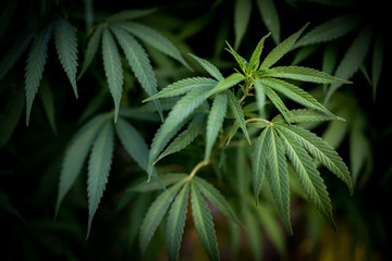 Naklejka na ściany i meble marijuana leaf