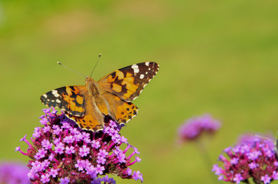 Painted Lady Butterfly © Tina Hankins