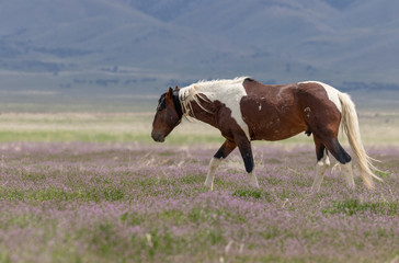 Beautiful wild Horse in Spring in the Utah desert