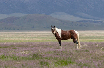 Beautiful wild Horse in Spring in the Utah desert