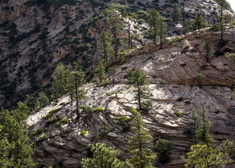 Pine Trees Grow out of Solid White Rock