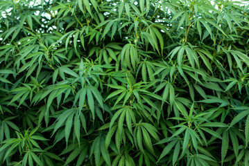 marijuana plantation, background of cannabis leaves plant
