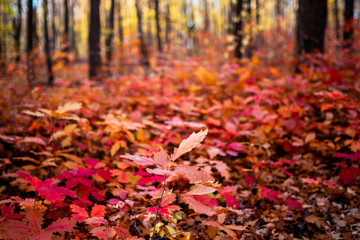 red autumn