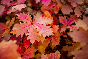 Naklejka na ściany i meble quercus rubra background, red oak leaves in autumn