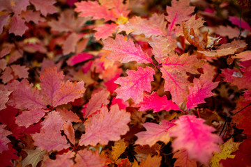 Naklejka na ściany i meble red oak leaf quercus rubra fall autumn tree