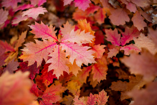 quercus rubra background, red oak leaves in autumn