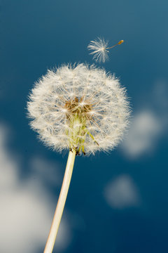 dandelion on blue sky background