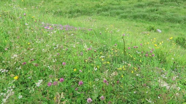 Blooming alpine meadow and grazing cows at Zillertal valley in Tirol Austria.