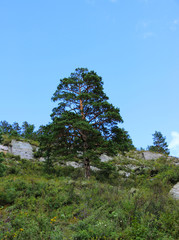 Fototapeta premium Landscape. Forest, river, mountains, plateau, Siberian taiga, blue sky with clouds, Altai, travel.