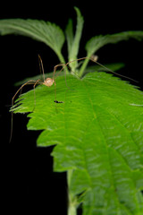 a spider on a green leaf 