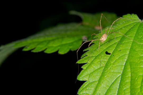 a spider on a green leaf
