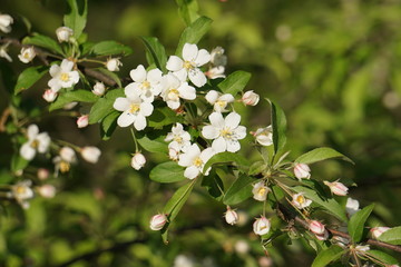 可愛く可憐な白い小さい花
