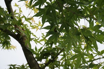 緑色の紅葉の葉