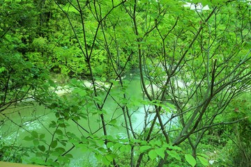 覚醒するような清々しい澄んだ緑の世界で