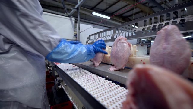 chicken factory process conveyor meat industrial line