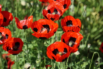 Papaver commutatum Lady Bird Poppy