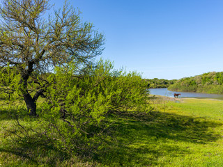 Fototapeta premium Acacias natural field their horses rest and drink water from the stream. Autumn in South America
