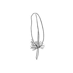 Hand drawn vector image, bird feather illustration