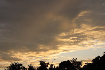 Amazing golden cloud in the sky on sunset and silhouettes of  beautiful trees appears on the ground. Viewed from Assam,India,Asia.