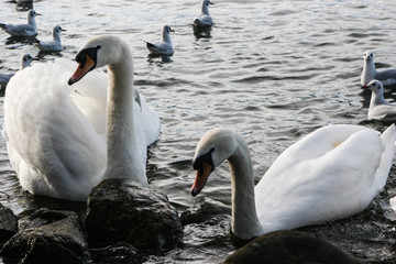 Fototapeta premium Couple of swans on the lake