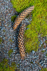 Sugar-pine cones, moss.