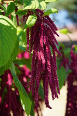 Amaranthus velvet curtains
