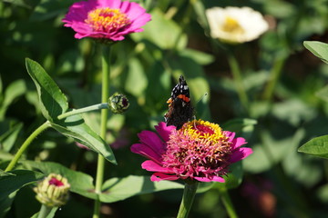Red admiral on zinnia