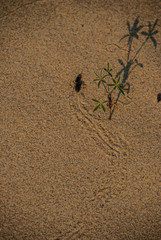 Insect trail, on sand dune. Ant.