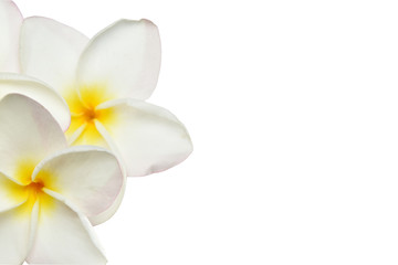 Fototapeta na wymiar frangipani flowers on white background with clipping path.