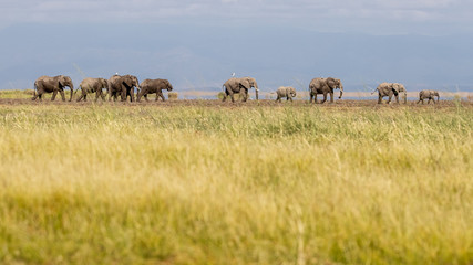 Fototapeta na wymiar A line of elephants walk through the dry plains of Amboseli