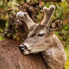 Fototapeta premium young white tailed deer 