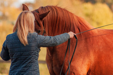 Communication between horse and a human. Blonde woman training chestunt horse in hand. 