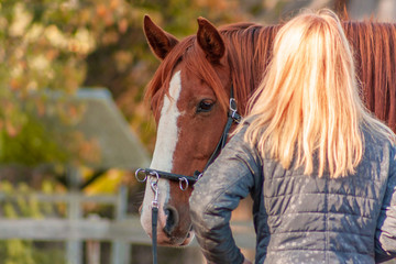 Communication between horse and a human. Blonde woman training chestunt horse in hand. 