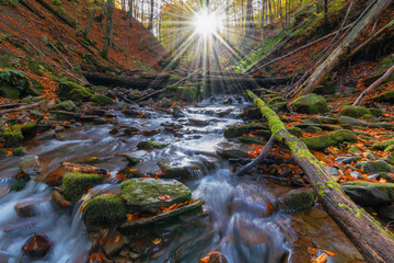 Picture of autumn Carpathian forest with spring water and waterfall, strewn with yellow and red leaves and sunlight through the foliage of trees.