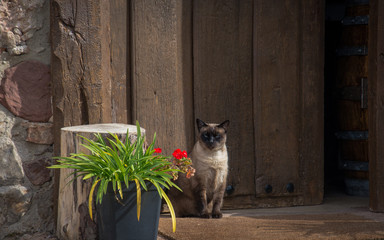 Fototapete bei efototapeten.de bestellen   