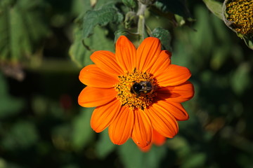 Tithonia Torchlight - mexican sunflower