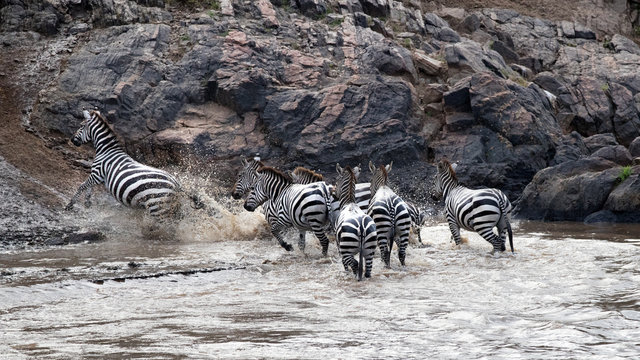 Zerba river crossing in the Masai Mara