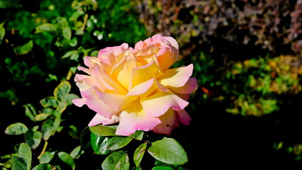  Rose bushes in a city park. Floral background for design.