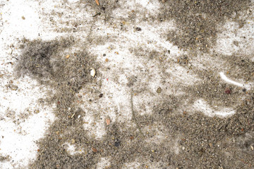 Trash, dust, dirt isolated on a white background closeup. texture of garbage from a vacuum cleaner