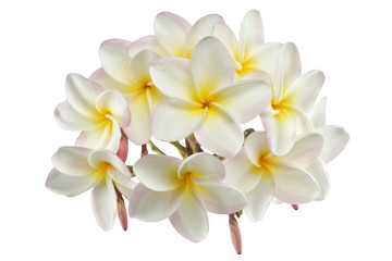 frangipani flowers on white background.