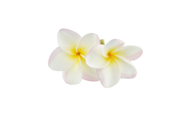 Obraz na płótnie Canvas frangipani flowers on white background with clipping path.
