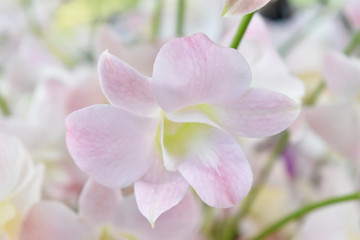 Naklejka na ściany i meble pink orchids flower in garden.