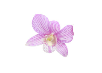 Fototapeta na wymiar pink orchids flower on white background with clipping path.