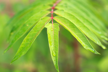 Ailanthus altissima leaves, Summer abstract background.