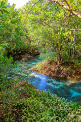 Mangrove and crystal clear water stream canal at Tha Pom Klong Song Nam mangrove wetland, Krabi, Thailand