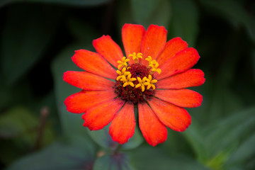 Flores, color y naturaleza de las selvas tropicales suramericanas