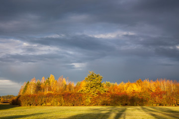 Forest in colorful autumn colors