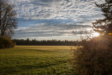 Forest in colorful autumn colors